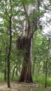 Árbol característico 